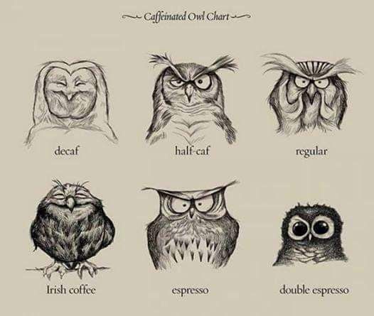 owls x caffeine