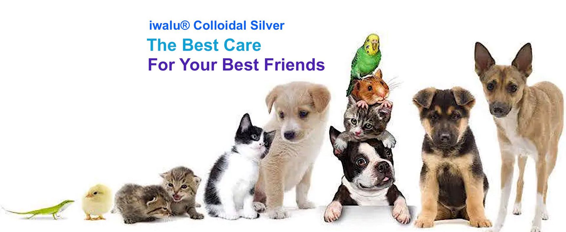 colloidal silver for pet care antibiotics to treat internal and skin eyes ears nose throat infections