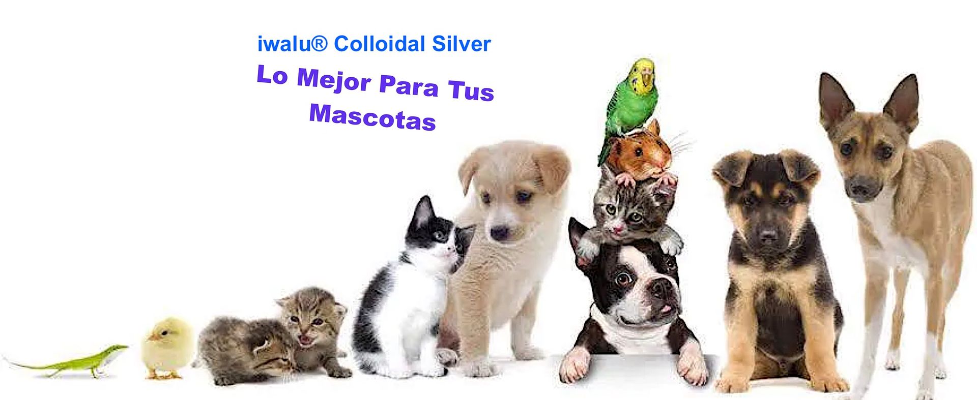 plata coloidal para el cuidado de mascotas antibióticos para tratar internos y piel ojos oídos nariz garganta infecciones