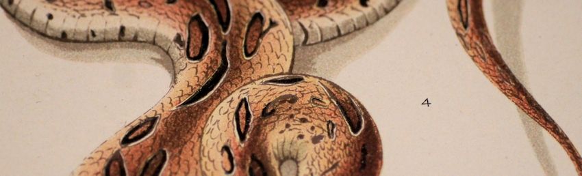 Encyclopedia of Venomous Snakes 毒蛇全集