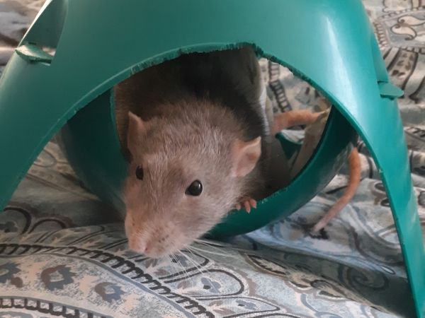 Apollo