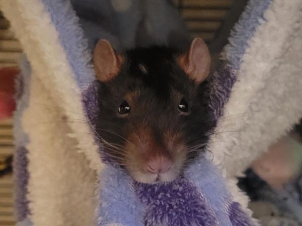 Fig