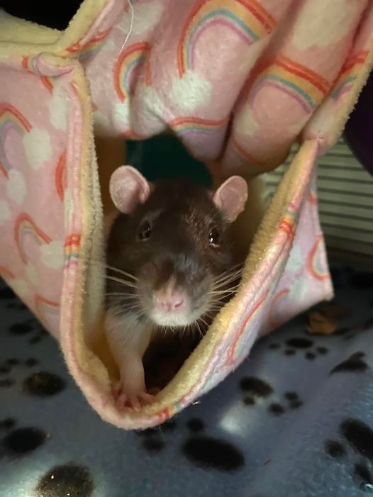 Simon