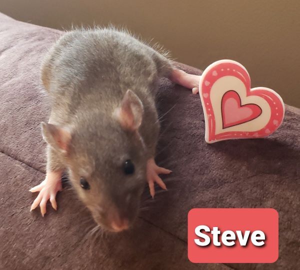 Steve