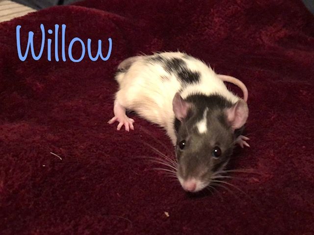 Willow