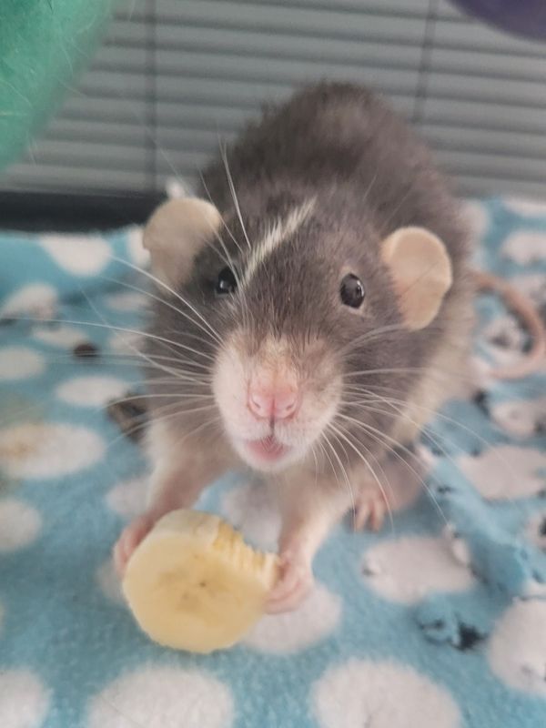 Asher