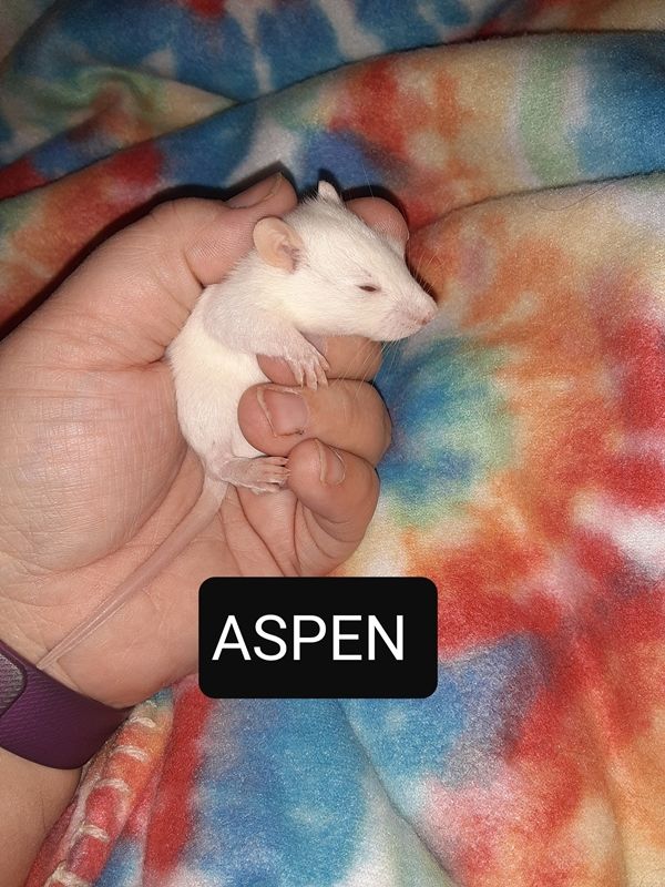 Aspen