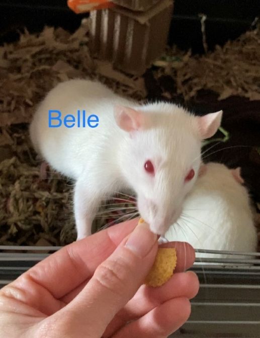 Belle