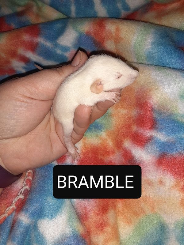 Bramble