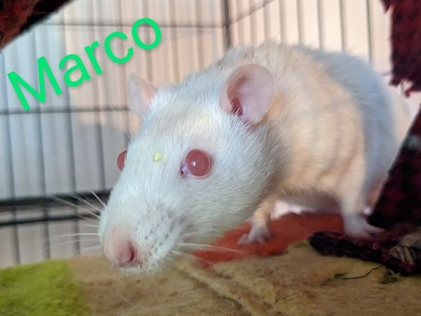 Marco