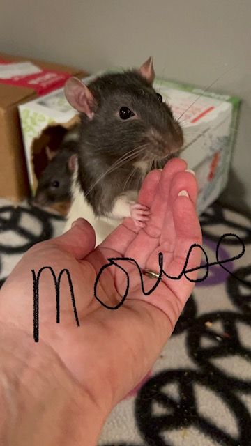 Mouse