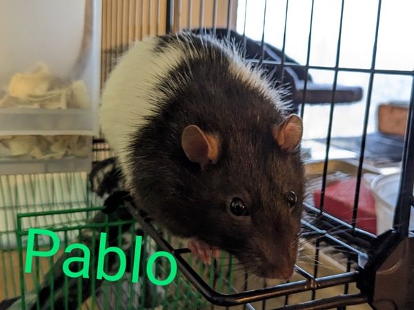 Pablo