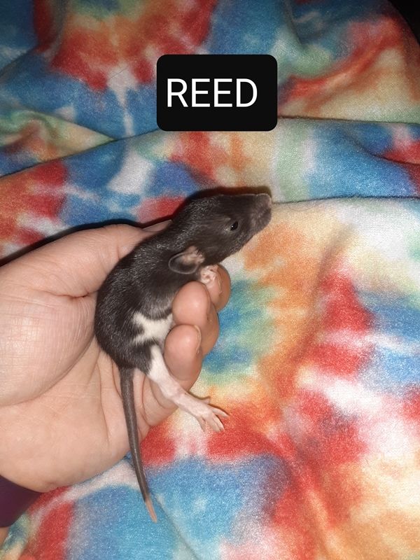 Reed