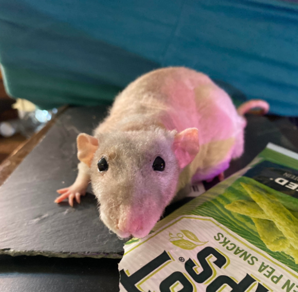 Squeak