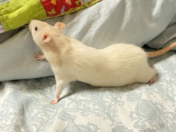 Tiana