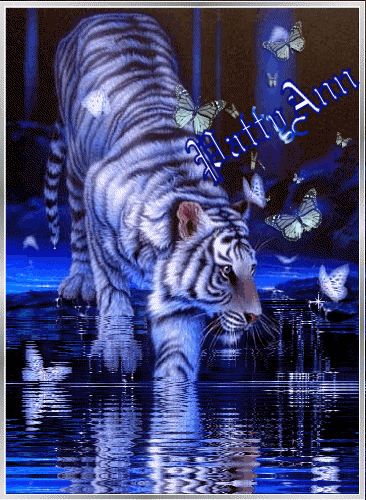 COMPLETE-WATER-TIGER-patty_(1)