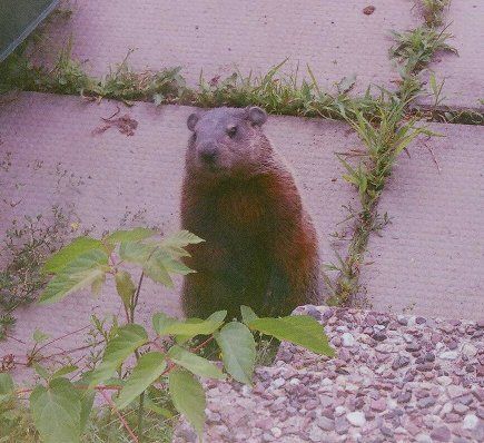 Backyard_Groundhog_2005_RED50