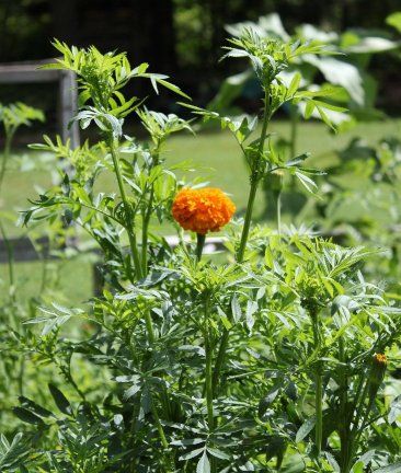 Joe's_Cottage_-_August_2021_h_RED50_CROP_RED5050