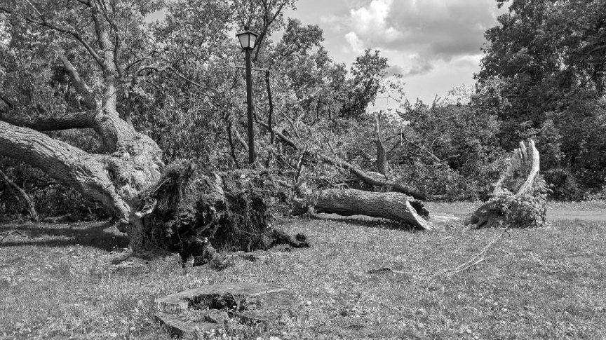 Patola_Trees_4_RED80