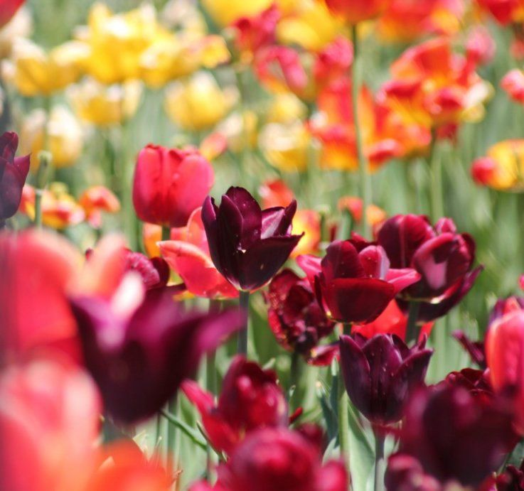 TulipsMajor'sHillParkMay2014 by Chris Sorrenti RED5080