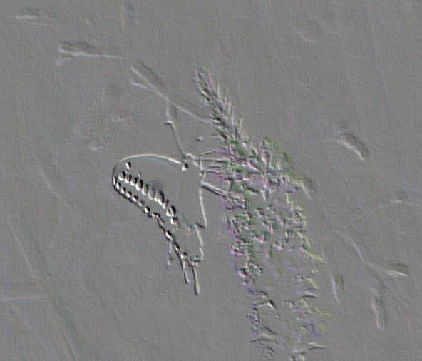 butterflyatbaskins2001LT_EMBOSS