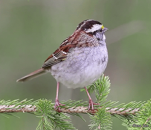 birds