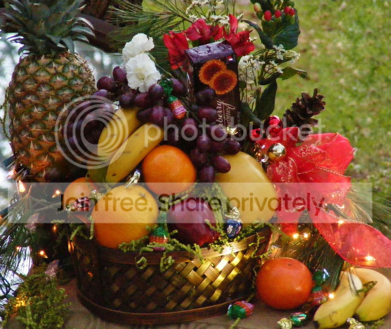 fruitbasket 667