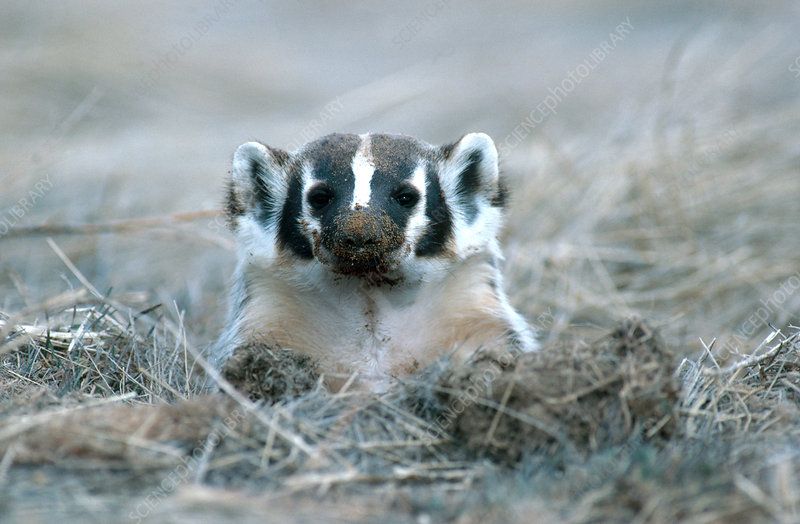 Badger