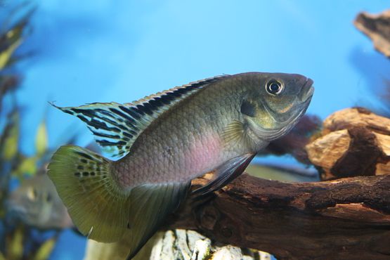 Benitochromis nigrodorsalis 