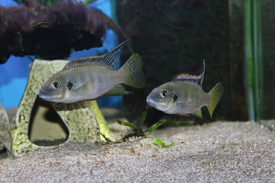Benitochromis nigrodorsalis 