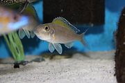Xenotilapia spilopterus 