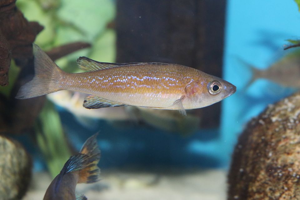 Cyprichromis microlepidotus Kasai