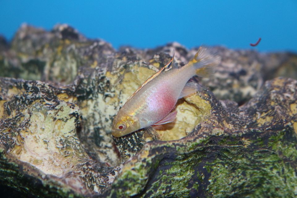 Pelvicachromis pulcher Albino