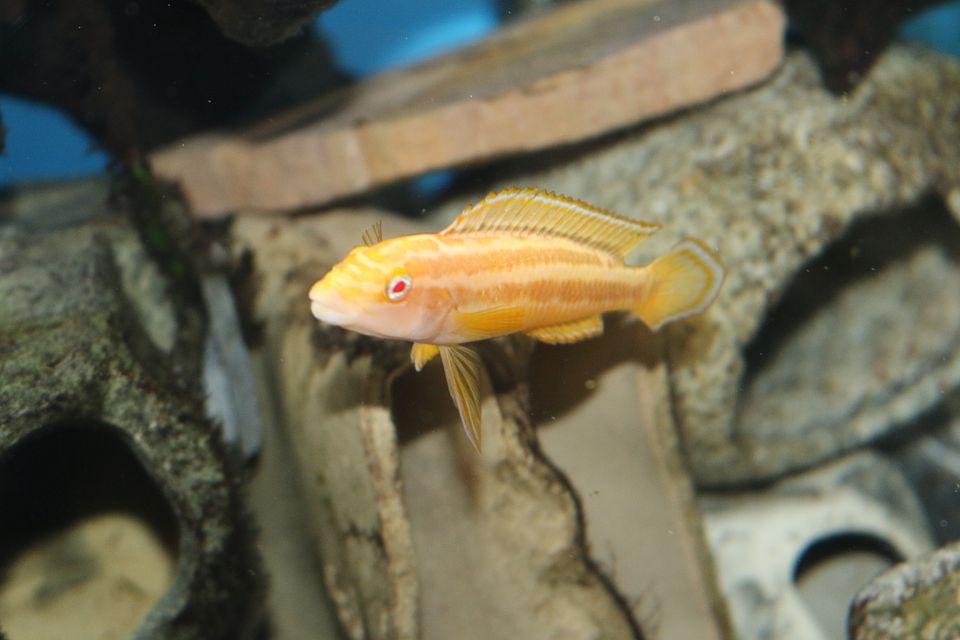 Julidochromis ornatus Albino