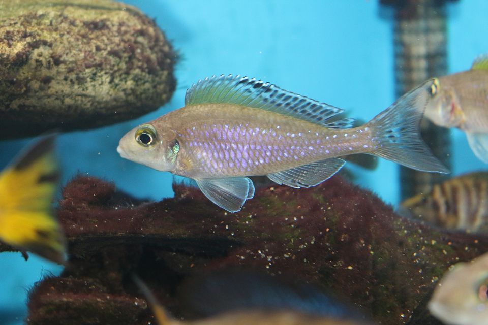 Xenotilapia spilopterus 