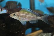 Xenotilapia spilopterus 