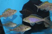 Xenotilapia spilopterus 
