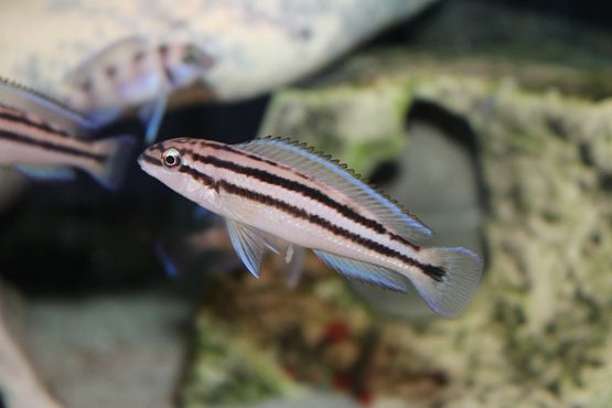 Chalinochromis popelini Mkinga