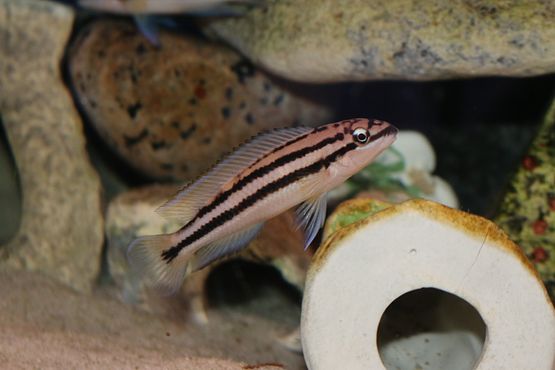 Chalinochromis popelini Mkinga