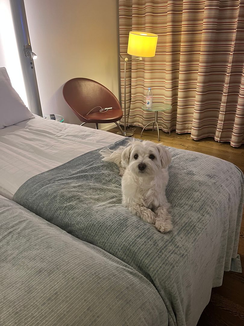 copenhagen_island_hotel_dog-friendly_