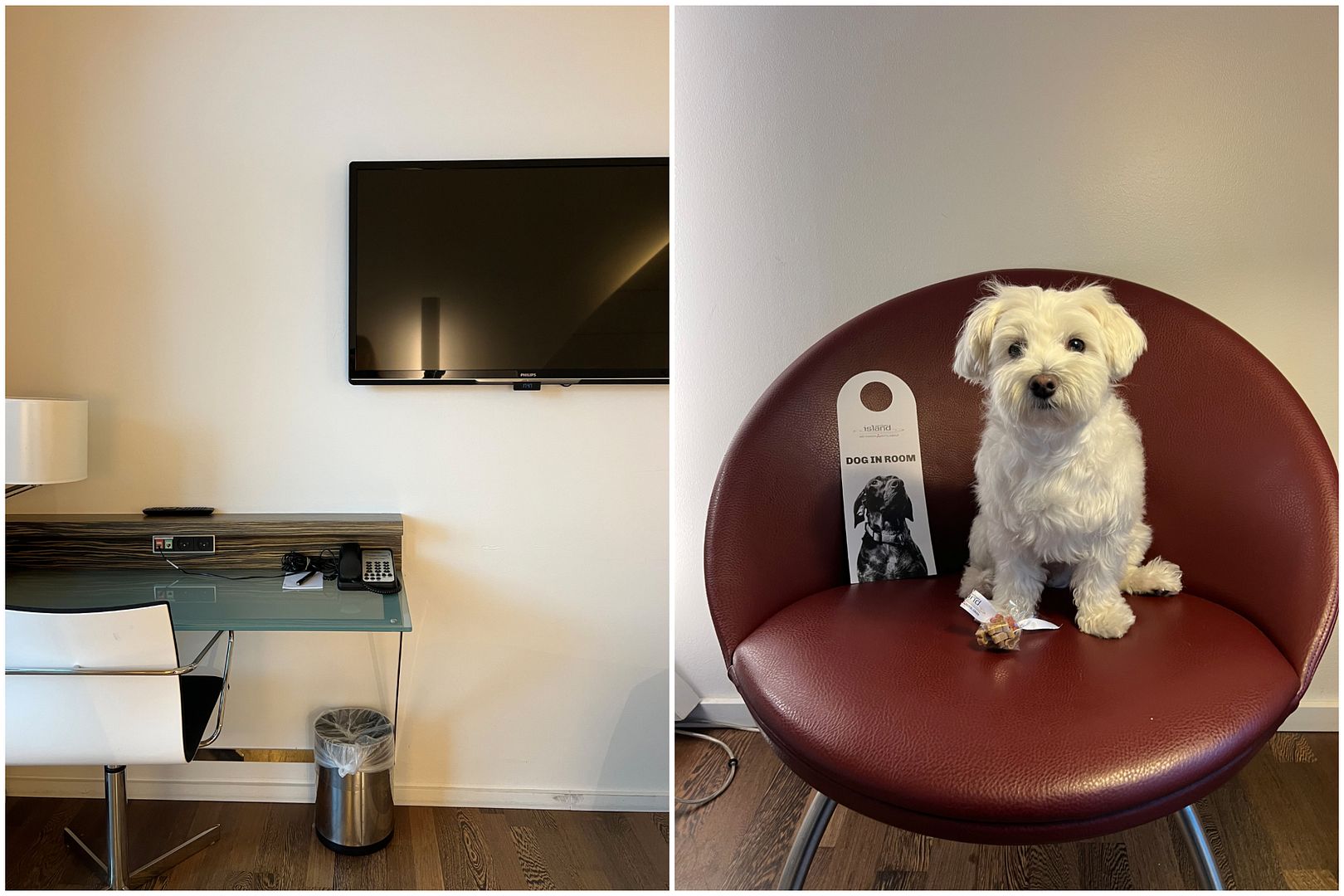 copenhagen_island_hotel_dog_friendly