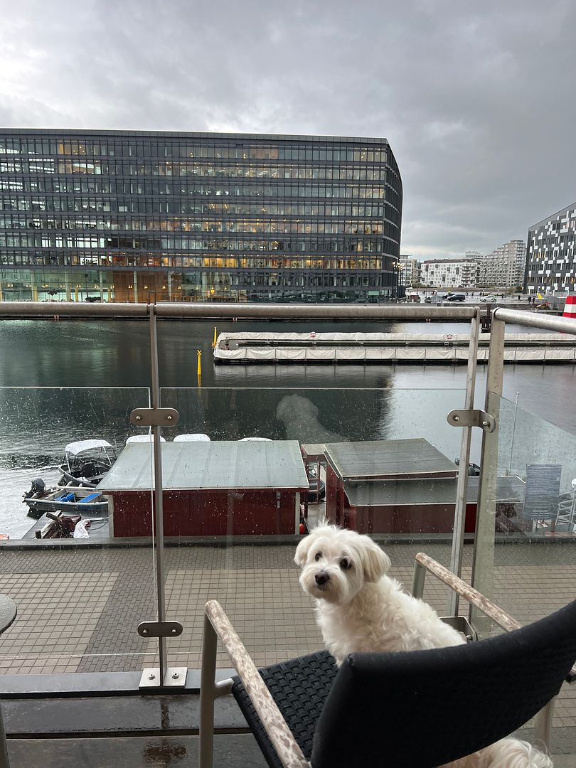 copenhagen_island_hotel_executive_room_dog_friendly