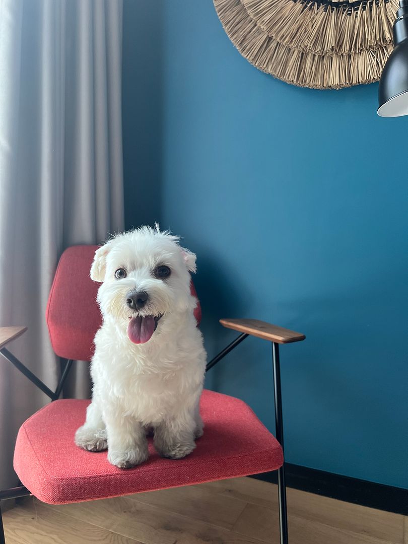 deskopolitan_house_paris_dog_friendly_hotel