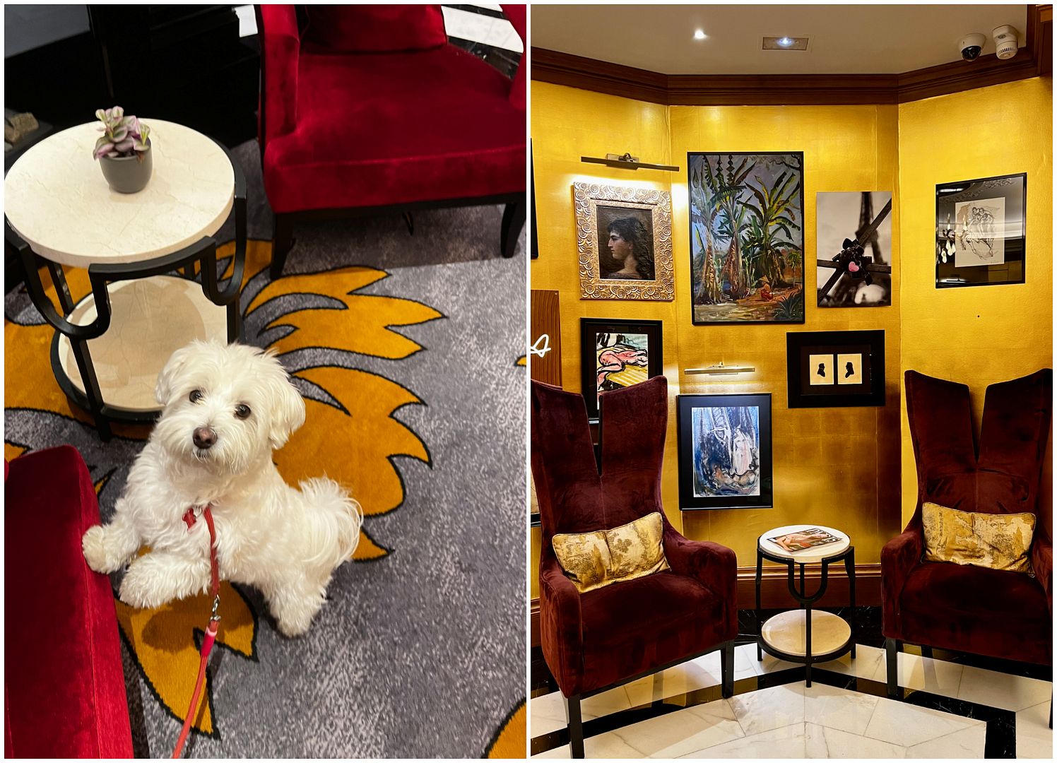 maison astor paris hilton dog friendly hotel-1