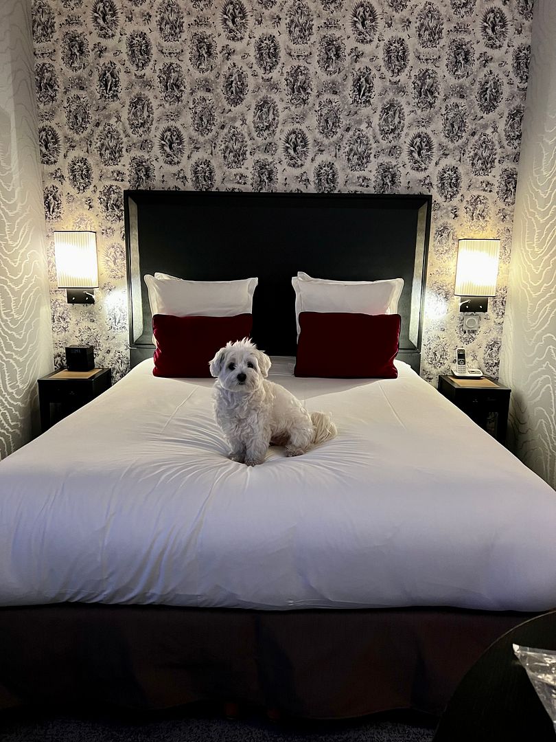 maison astor paris hilton pet friendly dog friendly room