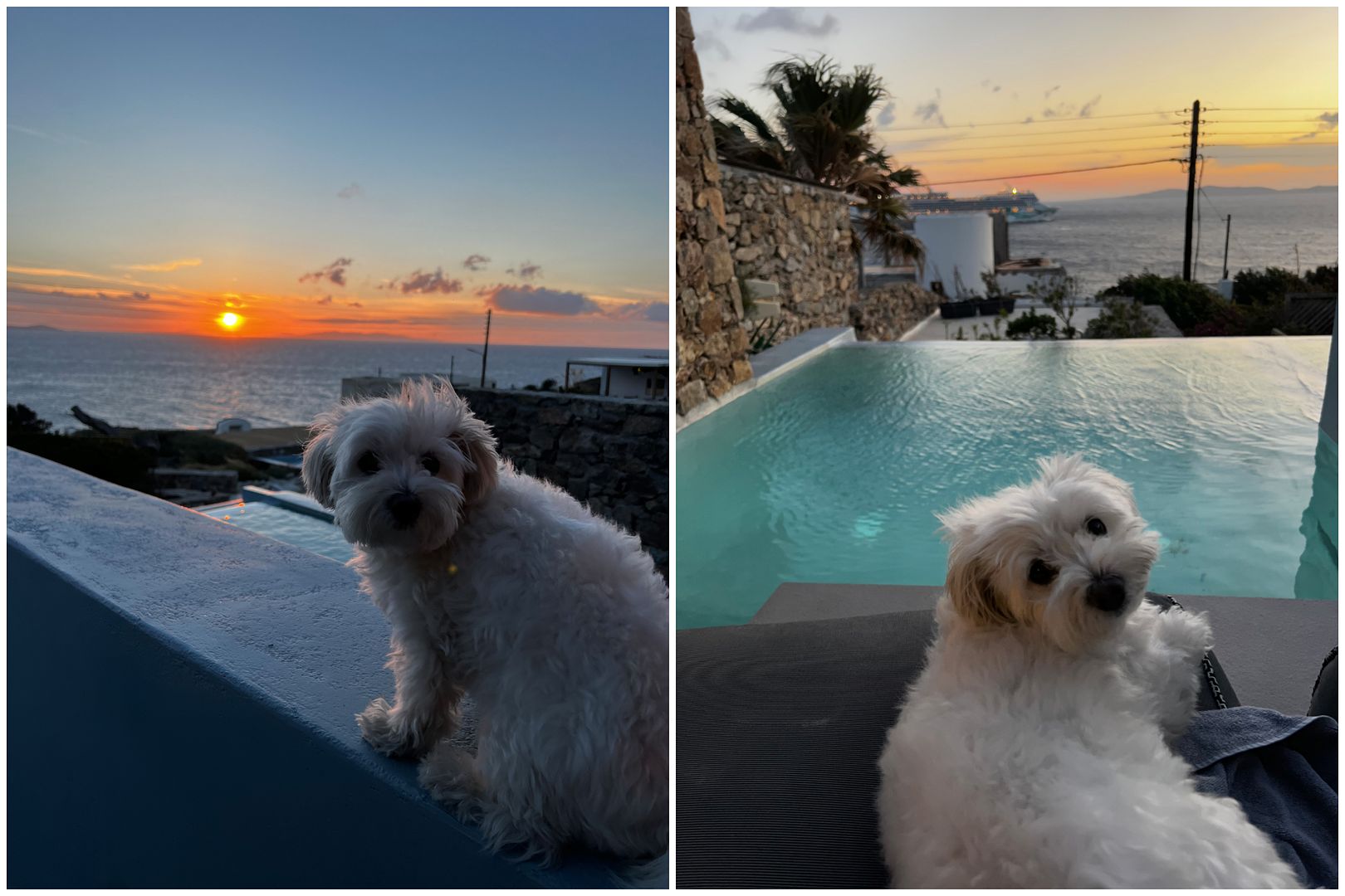 mykonos soul dog friendly hotel private pool