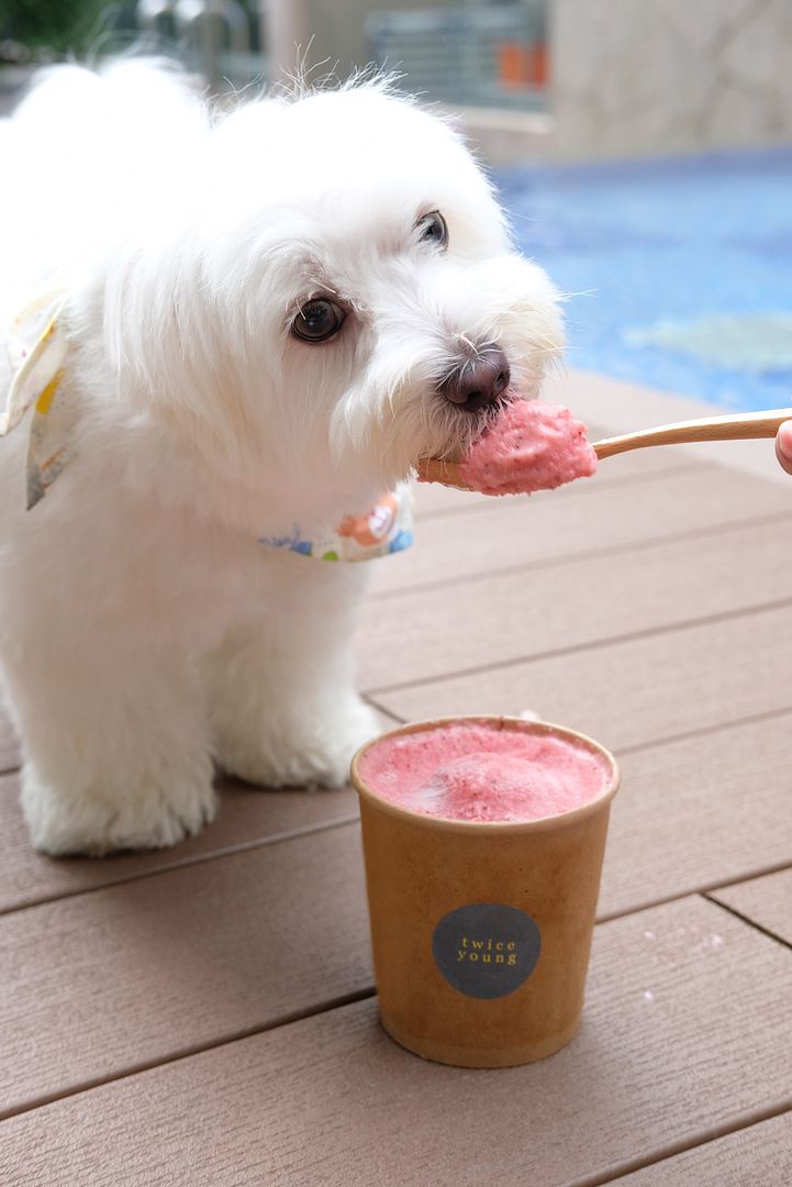 twice_young_doggo_icecream