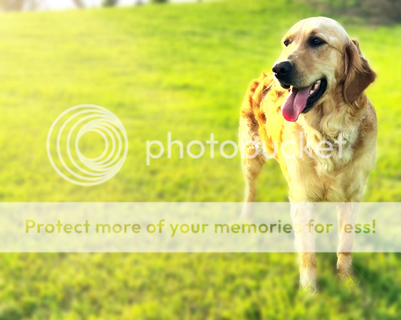 Photobucket - Video and Image Hosting