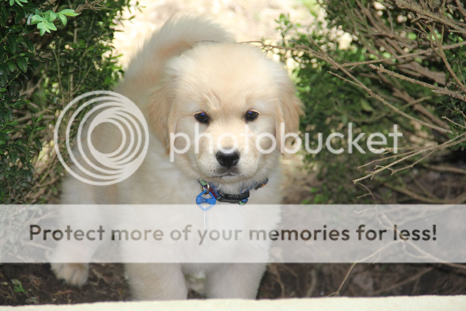 Photobucket - Video and Image Hosting