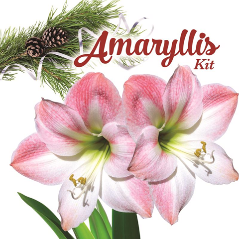 AMARYLLIS GIFTBOX ASST